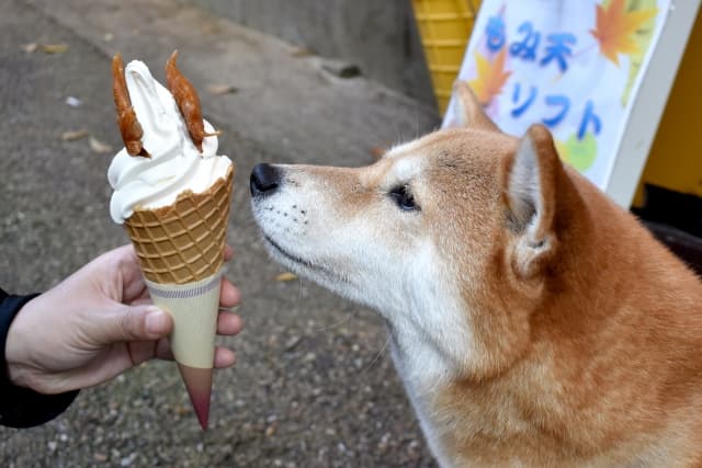 ソフトクリームと犬