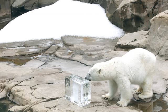 シロクマと氷